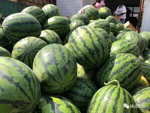 砀山吃瓜娱乐,一场别开生面的吃瓜娱乐盛宴